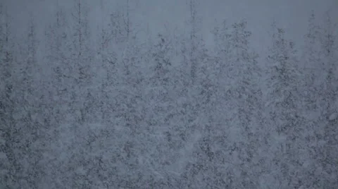 Heavy snow falling Stock Footage