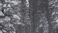 Heavy Snow Falling In A Forest Stock Footage