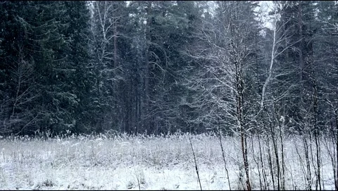 Heavy snow is falling in the forest Stock Footage 140781032