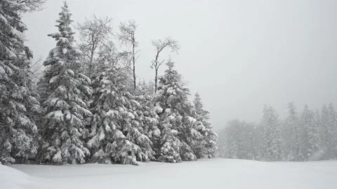 Heavy snow falling in a forest setting of spruce trees with a snow covered field Vídeo Stock 221511604