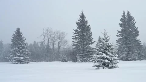 Heavy snow falling in a forest of small and large spruce trees  Stock Footage 223370475