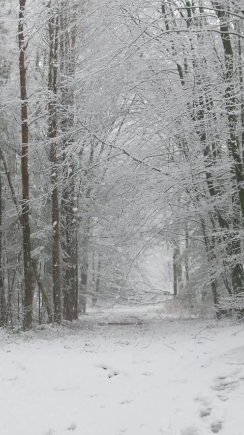 Heavy snow falling on a forest trail in winter Stockbeeldmateriaal 327114632