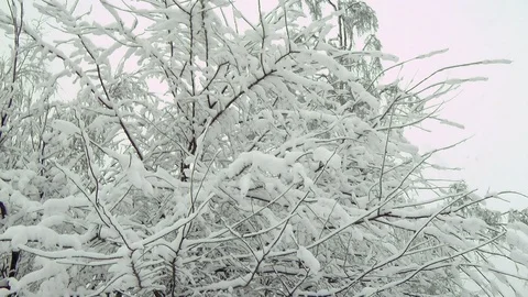 Heavy snow falling in a forest in winter time 库存影片 85529923
