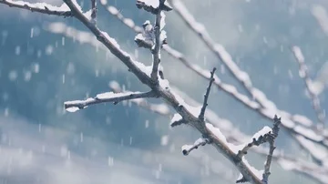 Heavy snow falling in a forest in winter time Stock Footage 86092582