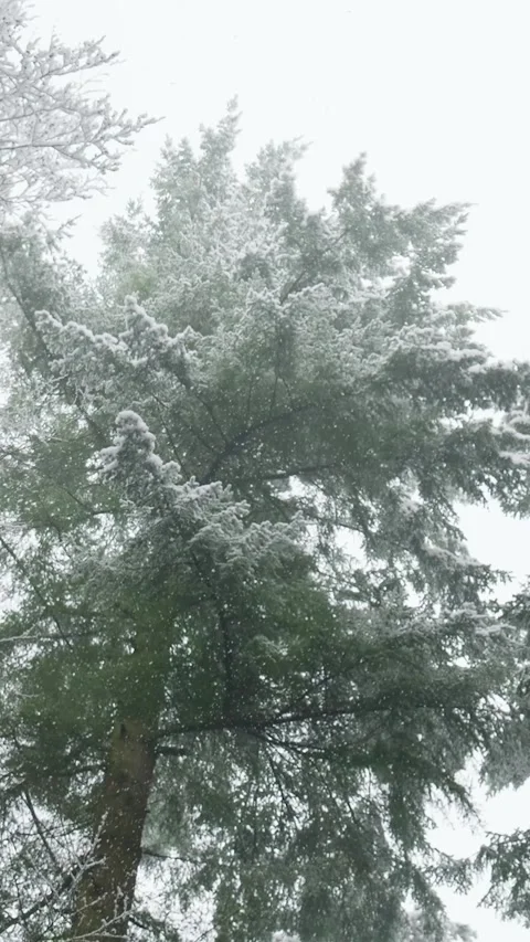 Heavy snow falling on a large pine tree Stock Footage 327114817