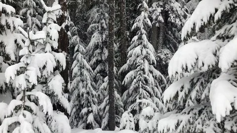 Heavy snow falling over the forest Stock Footage 127519348