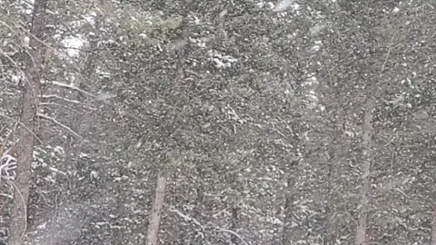 Heavy snow falling in pine and hemlock forest near Aspen Park, Colorado Stock Footage 317949419