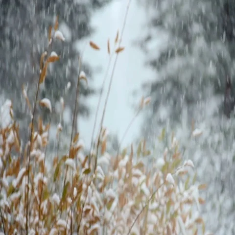 Heavy Snow Falling on Plants in Forest Focus Rack in Slow Motion Stock Footage 69694735
