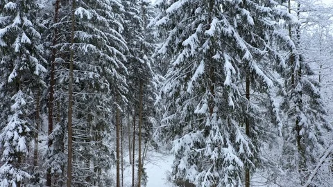 Heavy snow falling in snowy forest Stock-Footage 121487090
