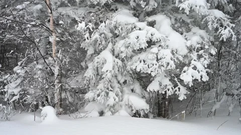 Heavy snow falling in a strong wind while looking at snow covered spruce  Stock Footage 221572715