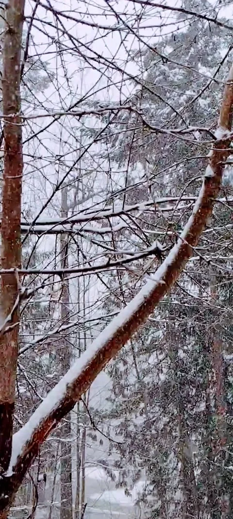 Heavy snow falling through the forest and branches Stock Footage 167530943