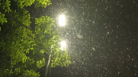 Heavy Snow Falling Through Green Leaves Under Street Lamp at Night 動画素材 337409095