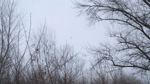 Heavy snow falling through the tops of trees Stock Footage 125808798