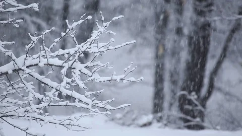 Heavy Snow falling on tree branch in a winter day Видео 76503669