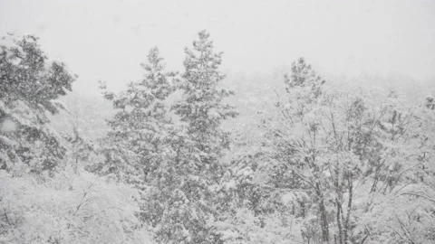 Heavy snow falling on trees Panning Видео 162627524