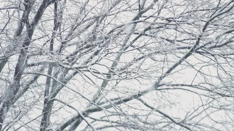 Heavy snow falling on winter forest trees Video stock 125037077