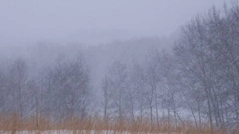 Heavy snow falling in the woods Stock Footage 108570420
