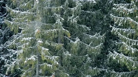 Heavy snow falls on background of big evergreen fir trees Stock Footage 54340870