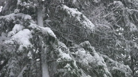 Heavy snow falls in the forest. Detail of tree. Stock Footage