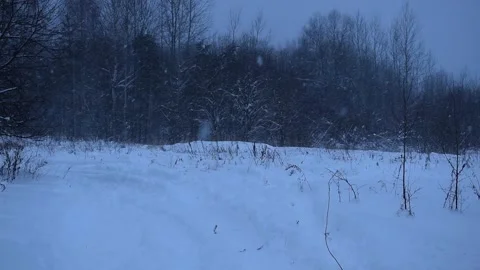 Heavy snow falls in the forest at dusk Stock Footage 168963090