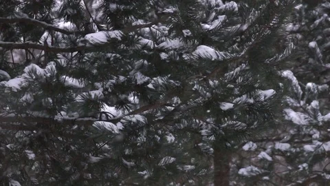 Heavy snow falls in pine forest. Extreme slow motion. Vídeo Stock 84806970