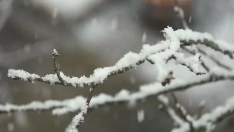 Heavy snow falls on a snow-covered tree branch and goes out of focus Stock Footage 147448267