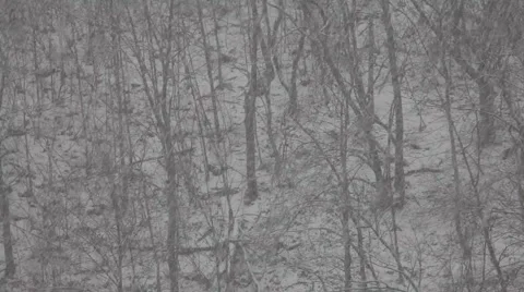 Heavy snow in the forest Stock Footage 4785514