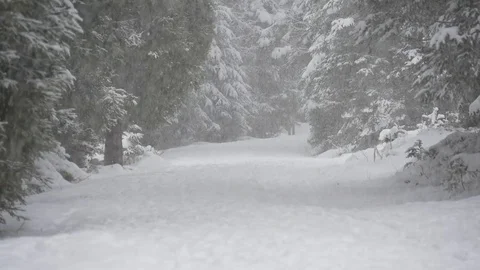 Heavy snow in the forest Stock Footage 71155700