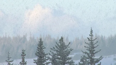 Heavy snow in forest Stock Footage 74089664