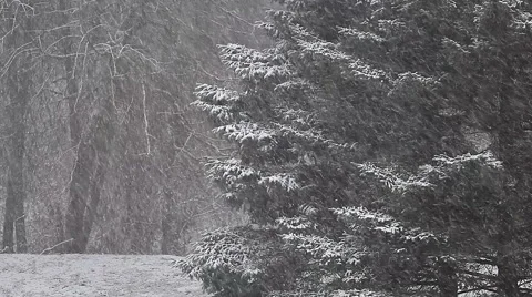 Heavy snow on the forrest background Stock Footage 59024257