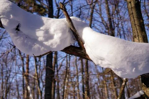 Heavy snow hanging off a tree on a sunny winter day Stock Photos