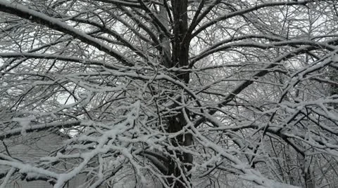Heavy Snow on Linden Tree Stock Footage 22228197
