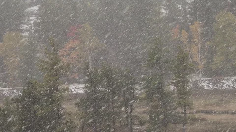 Heavy snow in marsh Video stock 100137834