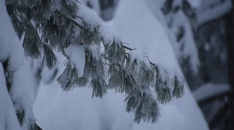 Heavy Snow Pine Branches, Closeup Stock Footage 48788176