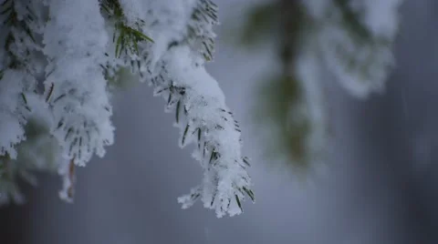 Heavy Snow Pine Branches, Closeup Stock Footage 48788421