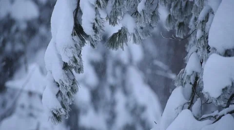 Heavy Snow Pine Branches Stock Footage 48788140