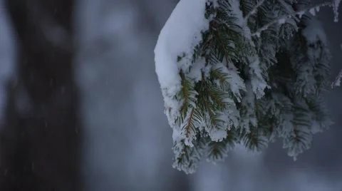 Heavy Snow Pine Branches Stock Footage 48788227