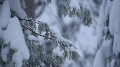 Heavy Snow Pine Branches Stock Footage 48788273