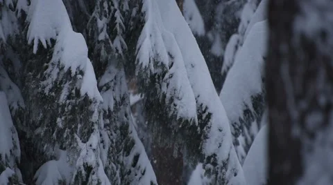 Heavy Snow Pine Branches Stock Footage 48788325