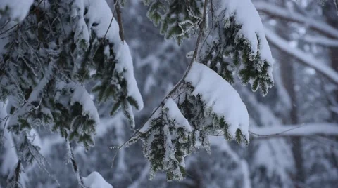 Heavy Snow Pine Branches Stock Footage 48788441