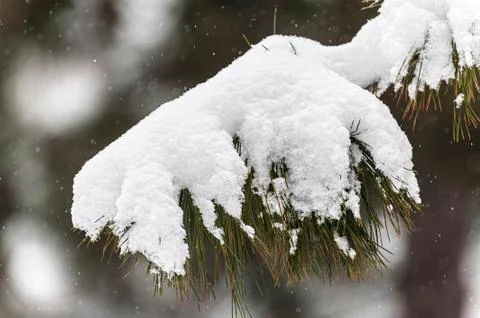 Heavy snow on the pine tree Foto stock