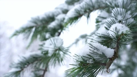 Heavy Snow Resting on Pine Tree Branches in Winter Woodland Stock Footage 342329270