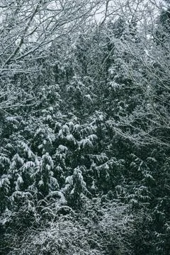 Heavy snow settles on tree branches on evergreen trees Stock Photos