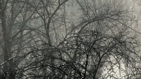 Heavy Snow Storm Video stock 783782