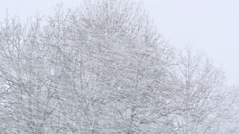 Heavy snow storm in forest Winter nature weather Blizzard Stock Footage 235236703