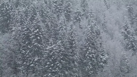 Heavy snow storm in the woods Stock Footage 85701072