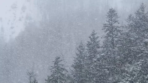 Heavy snow storm into the woods Stock Footage 85701111