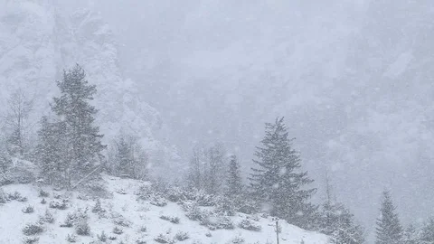 Heavy snow storm into the woods Stock Footage 85701112