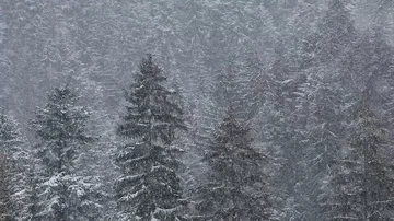 Heavy snow storm in the woods Stock Footage 85701162