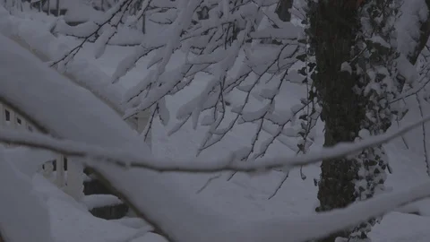 Heavy snow tight on branches Stock Footage 87478081
